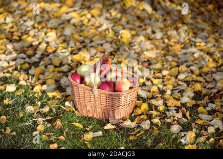 Raccogliere mele mature in un cesto di vimini sull'erba tra foglie di mela cadute nel giardino della frutta. Concetto di raccolta autunnale. Foto Stock