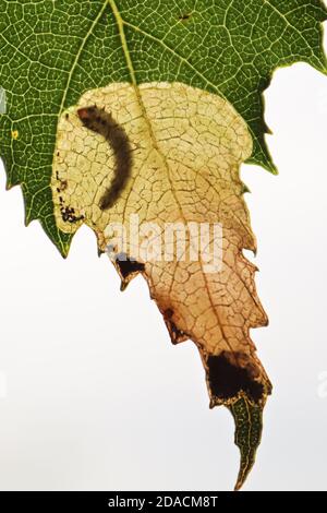 Macro vista verticale di una tasca di larva a foglia Foto Stock