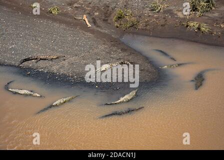 Coccodrillo americano, Costa rica, coccodrillo acutus, selvaggio esotico pericoloso, fiume prendere il sole, famiglia di cocchi, relax sul fiume e in acqua Foto Stock