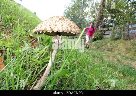 Gemeiner Riesenschirmling, Parasol oder Riesenschirmpilz (Macrolepiota procera) auf einer Bergwiese, im Hintergrund eine Wanderin, Schenna, Südtirol, Foto Stock
