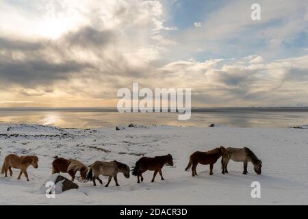 Gruppo di cavalli islandesi che camminano sulla spiaggia coperta neve durante l'alba Foto Stock