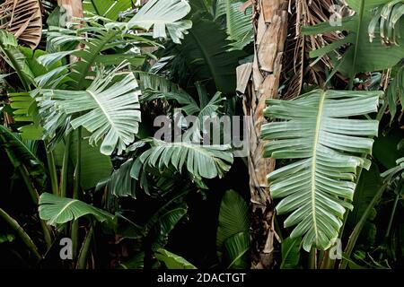 banana albero con grande foglia verde in giardino Foto Stock