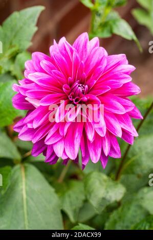Primo piano di Dahlia le Baron una dahlia decorativa che Ha fiori rosa scuro in estate e in autunno UN tuberoso pianta che è decidua e semirigida Foto Stock