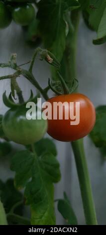 Pomodori maturi e non maturi appesi al ramo Foto Stock