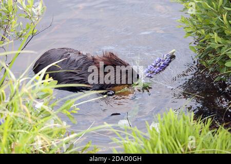 Profilo di Beaver primo piano mangiare fiori di giglio in acqua, mostrando pelliccia marrone cappotto, corpo, testa, occhio, orecchie, naso, zampe, artigli, whiskers con il verde volpe Foto Stock