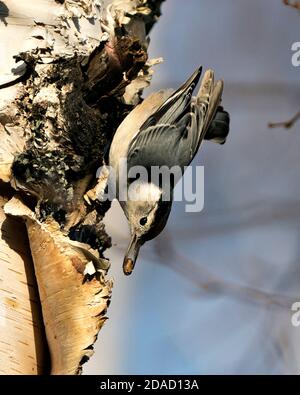 Vista ravvicinata del profilo di Nuthatch Bird arroccato su una betulla tronco albero con un dado nel suo becco con un sfocare lo sfondo blu del cielo nel suo ambiente Foto Stock