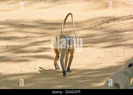 Northern Indian Langur camminando per un sentiero nel Parco Nazionale di Kanha in India Foto Stock