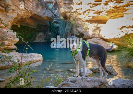 cane in fiume in un campeggio con colori molto luminosi Foto Stock