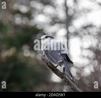 Canada Grey Jay con piume semipume inverno nel mese di novembre Foto Stock