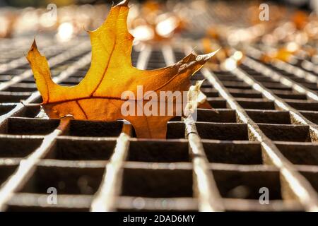 Un primo piano di foglie in una fogna Foto Stock