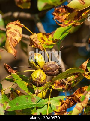 Noci mature in bucce cracked, pronte per la raccolta. New England colori autunnali. La tenuta di Eleanor Cabot Bradley, Canton, ma Foto Stock