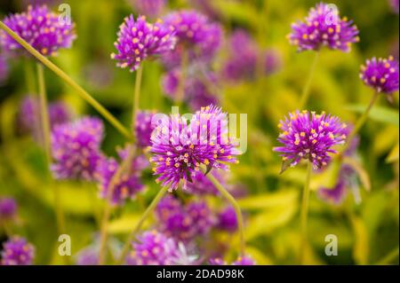 Gomphrena ‘Fuochi d’artificio’ – una cultivar da giardino con fiori rosa iridescenti con punta gialla. La tenuta di Eleanor Cabot Bradley, Canton, ma Foto Stock