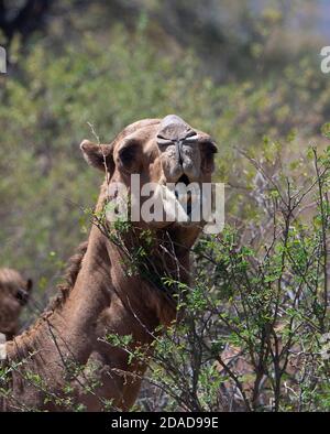 Australian Feral Camel (Camelus dromedarius) mungere su cespugli, Queensland, QLD, Australia Foto Stock