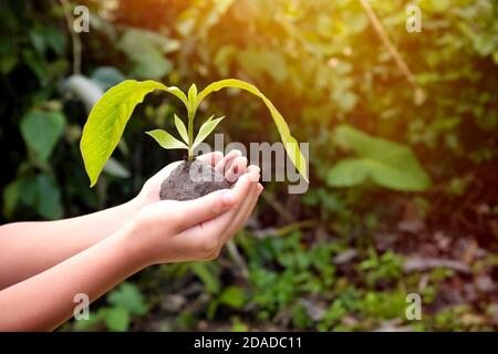 Le mani dei bambini che tengono un albero che si spianta o che si insemina all'alba. World Environment and Earth Day, Environmental care, csr e consapevolezza in giovane età. Foto Stock