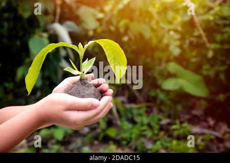 Le mani dei bambini che tengono un albero che si spianta o che si insemina all'alba. World Environment and Earth Day, Environmental care, csr e consapevolezza in giovane età. Foto Stock