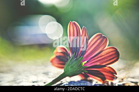 Primo piano di una splendida margherita africana rosa che sorsegna una sorprendente luce mattutina Foto Stock