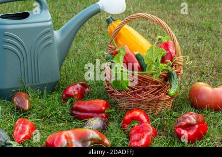 Zucchine appena raccolte, melanzane, pomodori e peperoni con un cesto di vimini e una lattina d'annaffiatura sull'erba verde. Verdure appena raccolte. Foto Stock