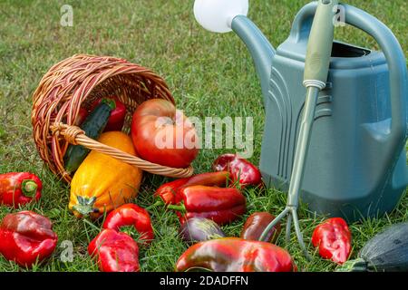 Zucchine appena raccolte, melanzane, pomodori e peperoni con un cesto di vimini, un rastrello e una lattina d'annaffiatura sull'erba verde. Verdure appena raccolte. Foto Stock