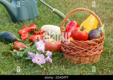 Zucchine appena raccolte, melanzane, pomodori e peperoni con un cesto di vimini, un rastrello e una lattina d'annaffiatura sull'erba verde. Verdure appena raccolte. Foto Stock