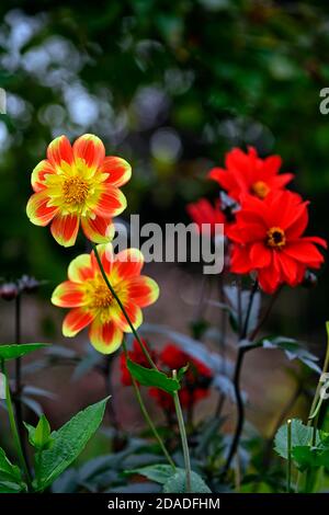 Dahlia Pooh,Collarette dahlia,fiori rossi e gialli,dahlia vescovo di llandaff,scarlatto Fiori rossi, fiore, fioritura, dahlias, RM Floral Foto Stock