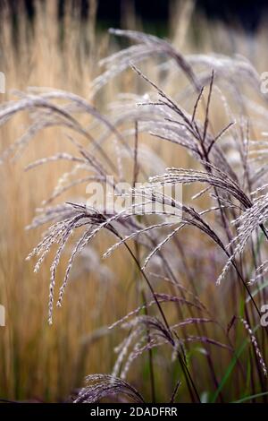 Miscanthus sinensis Malepartus,erba,erbe,teste di semi,teste di semi,erba ornamentale,erbe ornamentali,teste di fiori,RM Floral Foto Stock