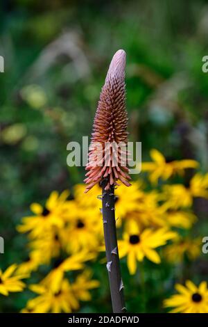 kniphofia,kniphofias,arancio,aranciato fiore,punte,fiori,fioritura,redbeckia,rudbeckias,fiori gialli,impianto misto,RM Floral Foto Stock