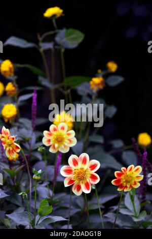 Dahlia Pooh,Collarette dahlia,fiori rossi e gialli,fiore,fioritura,dahlias,RM Floral Foto Stock