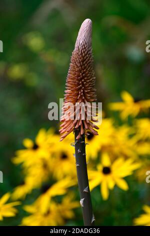 kniphofia,kniphofias,arancio,aranciato fiore,punte,fiori,fioritura,redbeckia,rudbeckias,fiori gialli,impianto misto,RM Floral Foto Stock