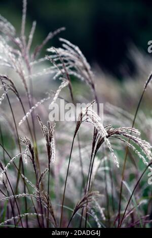 Miscanthus sinensis Malepartus,erba,erbe,teste di semi,teste di semi,erba ornamentale,erbe ornamentali,teste di fiori,RM Floral Foto Stock