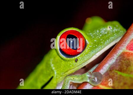 Rana dagli occhi rossi, Caliridyas di Agalychnis, foresta tropicale, Parco Nazionale di Corcovado, Area di conservazione di Osa, Penisola di Osa, Costa Rica, Ame Centrale Foto Stock