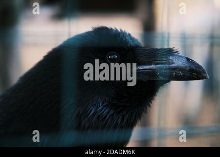 Messa a fuoco parziale sui corvi neri nella gabbia. Foto Stock