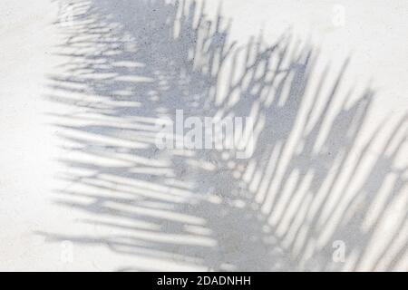 Astratto ombra nero bianco foglia di palma ombra su una parete bianca sfondo. Spazio vuoto per la copia. Foto Stock