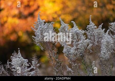 Le soffici teste di semi bianchi e grigi formano forme a picco contro uno sfondo di foglie d'autunno colorate Foto Stock