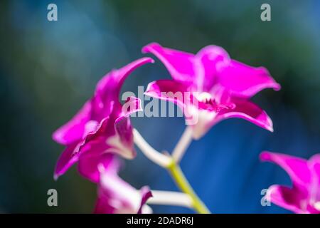 Porpora orchidea fiore su sfondo sfocato. Fiori di Orchidea in giardino. Closeup natura, artistico sfondo floreale, bokeh luce del sole, tropicale fiore estivo Foto Stock