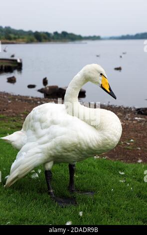 Whooper Swan, Cygnus cygnus, presso il Castle Semple Country Park, parte del Clyde Muirshiel Regional Park, Lochwinnoch, Scozia, Regno Unito Foto Stock