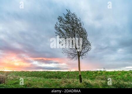 Willingham Cambridgeshire, Regno Unito. 12 Nov 2020. Il sole che sorge aggiunge un tocco di colore all'alba su un'alba nuvolosa dopo una notte di pioggia dietro un salice soleggiato. Gli alberi sono cresciuti lungo la riva del fiume Old West nelle Fens per fare i pipistrelli di cricket. Una giornata di sole è prevista. Credit: Julian Eales/Alamy Live News Foto Stock