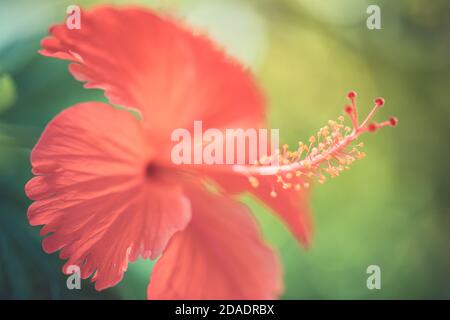 Sogno colorato fiore hibiscus su luminoso fogliame tropicale sfondo natura. Closeup natura, magica natura macro di fioritura esotico giardino floreale Foto Stock