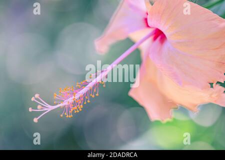 Sogno colorato fiore hibiscus su luminoso fogliame tropicale sfondo natura. Closeup natura, magica natura macro di fioritura esotico giardino floreale Foto Stock