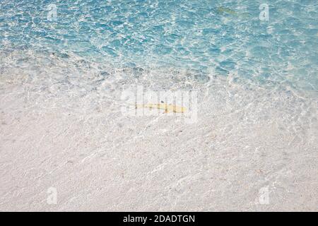 Squalo della barriera corallina in acque tropicali poco profonde. Incredibile laguna, flora e fauna tropicali, caccia di squali per i pesci. Punta nera squalo reef nuotare in oceano Foto Stock