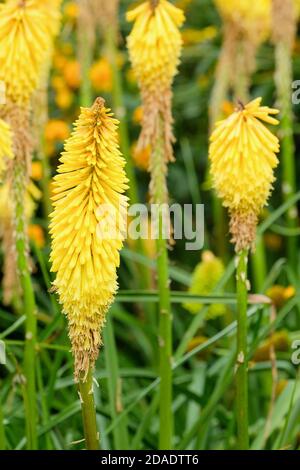 Fiori gialli di Kniphofia 'Wrexham Buttercup' poker rosso-caldo 'Wrexham Buttercup' Foto Stock