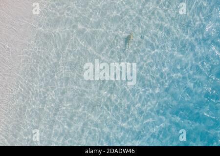 Vista aerea dall'alto verso il basso degli squali a punta nera insieme simbiosi con il tonno blu nuoto e la caccia per un piccolo pesce la mattina presto in shallows Foto Stock
