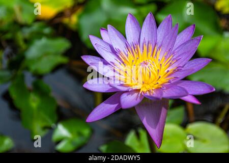 Bel giglio d'acqua rosa o fiore di loto in stagno. Fiore tropicale della natura, esotico primo piano floreale Foto Stock
