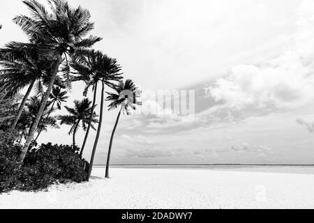 Vista in bianco e nero sulla bellissima spiaggia con palme. Paesaggio di spiaggia di sabbia bianca senza fine, vista mare nuvoloso. Sfondo spettacolare della natura Foto Stock