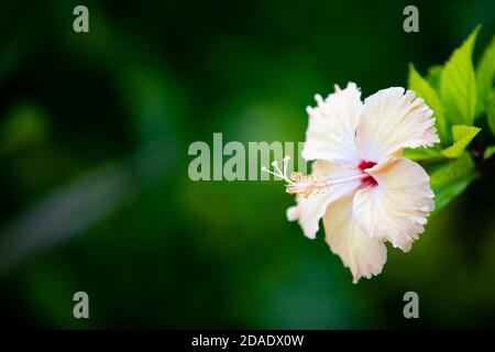 Striscione floreale esotico, fiori bianchi di ibisco e chiocchioni naturali di foglie tropicali scure. Tranquillo e rilassante fiore natura, fioritura romantica Foto Stock