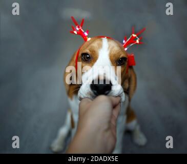 giovane beagle in corna rosse di natale delle renne Foto Stock