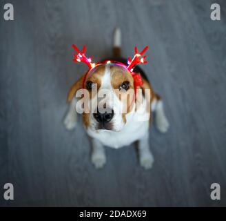 giovane beagle in corna rosse di natale delle renne Foto Stock