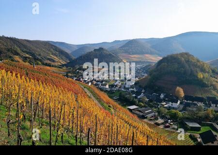 Colorata atmosfera d'autunno nei vigneti della valle dell'Ahr, Renania-Palatinato, Germania. Foto Stock