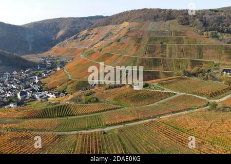 Colorata atmosfera d'autunno nei vigneti della valle dell'Ahr, Renania-Palatinato, Germania. Foto Stock