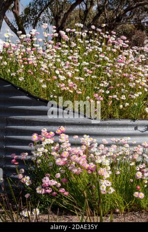 Everlastings che crescono a terra e in una vasca fatta da un serbatoio d'acqua. Foto Stock