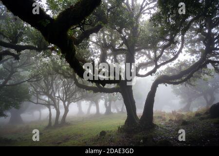 Misty laurisilva area forestale Vereda do Fanal sull'isola di Madeira Con gli alberi antichi di Til Foto Stock